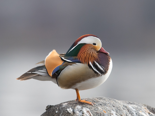 Mandariinisorsa, Mandarin Duck, Aix galericulata