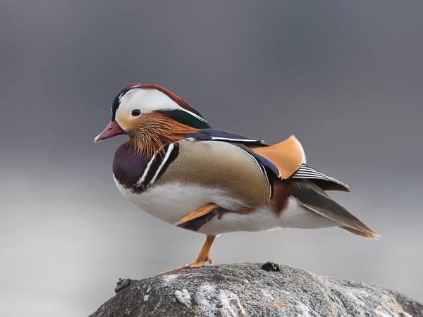 Mandariinisorsa, Mandarin Duck, Aix galericulata