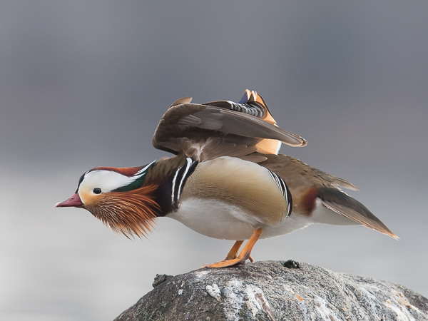 Mandariinisorsa, Mandarin Duck, Aix galericulata