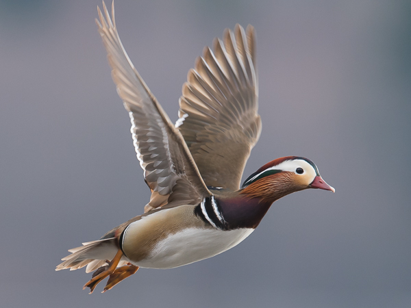 Mandariinisorsa, Mandarin Duck, Aix galericulata