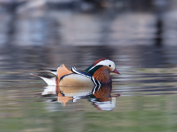 Mandariinisorsa, Mandarin Duck, Aix galericulata