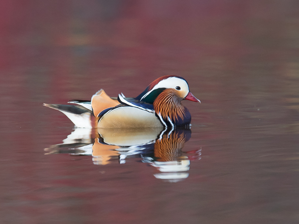 Mandariinisorsa, Mandarin Duck, Aix galericulata