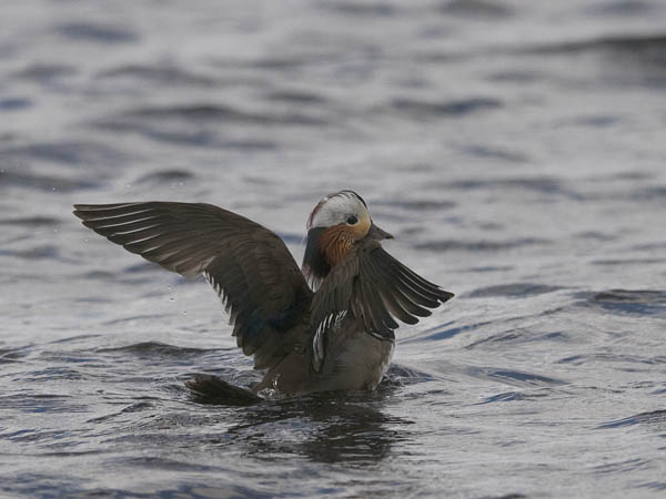 Mandariinisorsa, Mandarin Duck, Aix galericulata