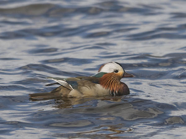 Mandariinisorsa, Mandarin Duck, Aix galericulata