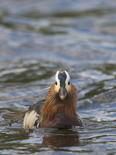 Mandariinisorsa, Mandarin Duck, Aix galericulata