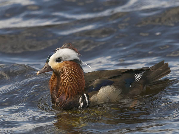 Mandariinisorsa, Mandarin Duck, Aix galericulata