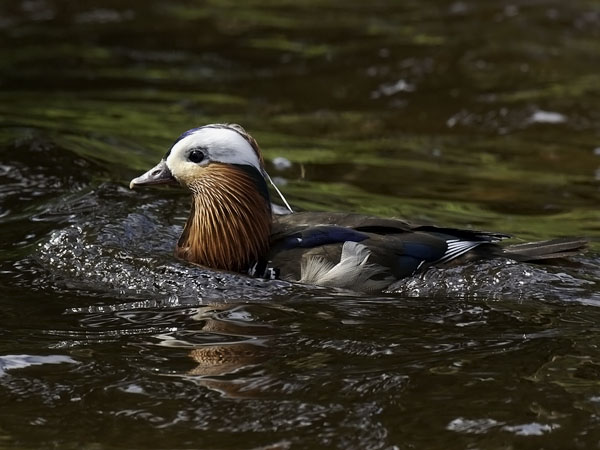 Mandariinisorsa, Mandarin Duck, Aix galericulata