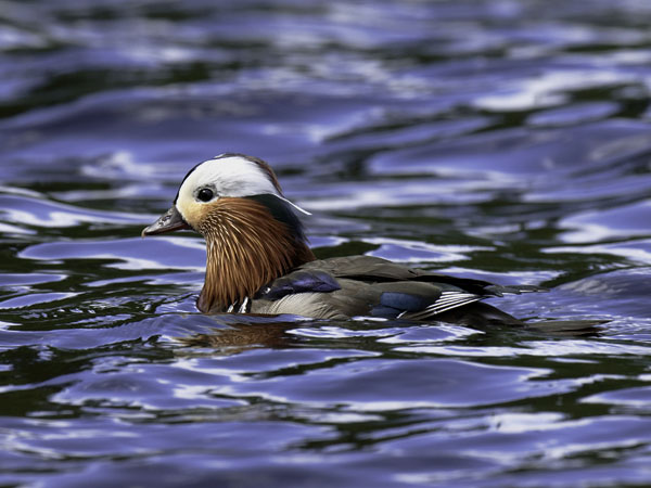 Mandariinisorsa, Mandarin Duck, Aix galericulata