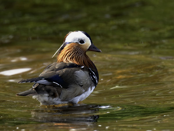 Mandariinisorsa, Mandarin Duck, Aix galericulata