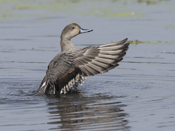 Jouhisorsa, Northern Pintail, Anas acuta