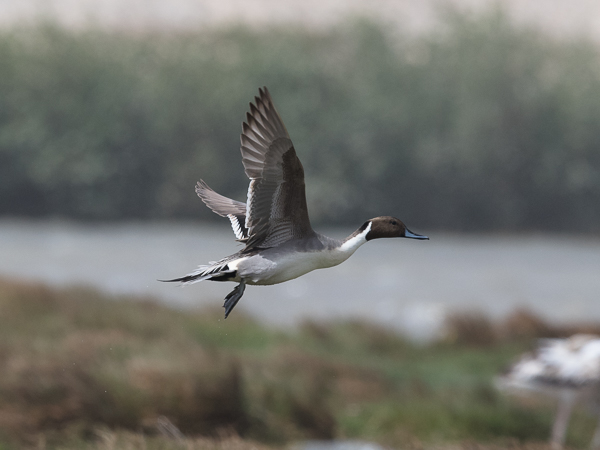 Jouhisorsa, Northern Pintail, Anas acuta