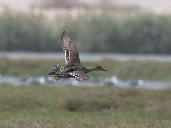 Jouhisorsa, Northern Pintail, Anas acuta
