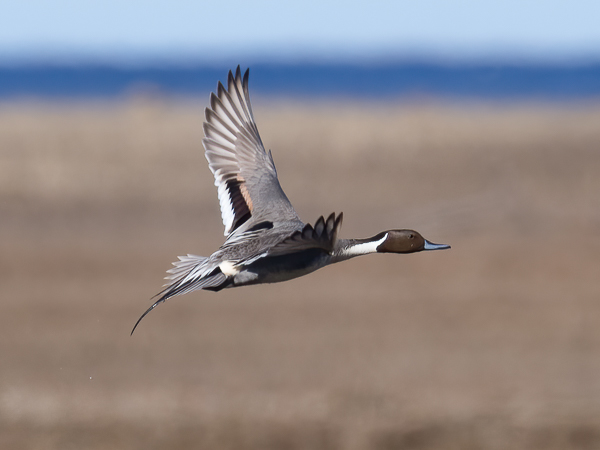 Jouhisorsa, Northern Pintail, Anas acuta