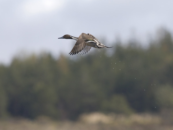 Jouhisorsa, Northern Pintail, Anas acuta