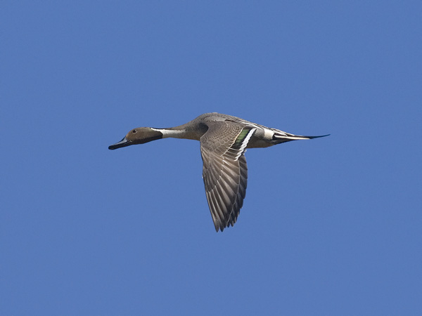Jouhisorsa, Northern Pintail, Anas acuta