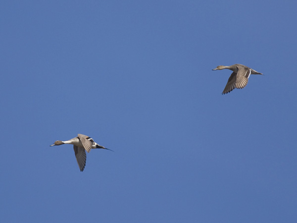 Jouhisorsa, Northern Pintail, Anas acuta