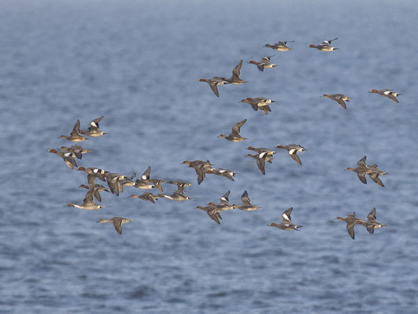 Jouhisorsa, Northern Pintail, Anas acuta