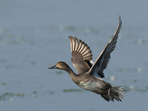 Jouhisorsa, Northern Pintail, Anas acuta