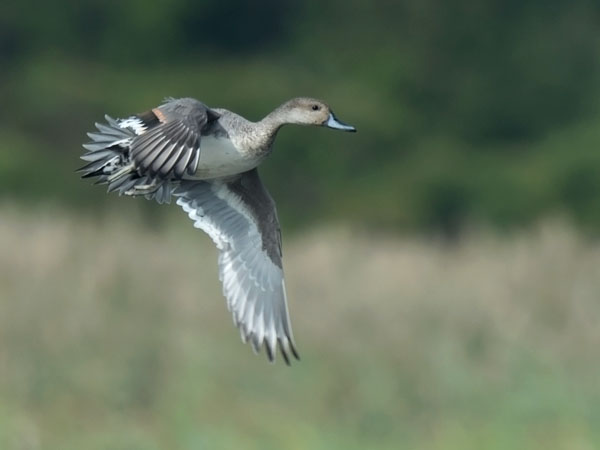 Jouhisorsa, Northern Pintail, Anas acuta