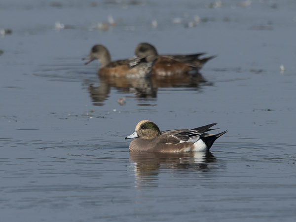 Amerikanhaapana, American Wigeon, Anas americana