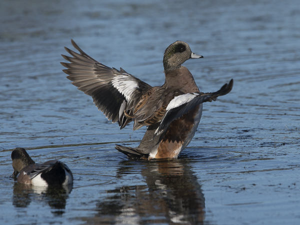 Amerikanhaapana, American Wigeon, Anas americana
