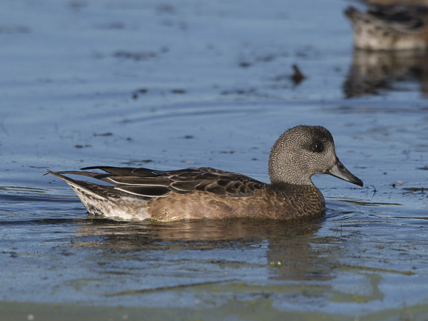Amerikanhaapana, American Wigeon, Anas americana