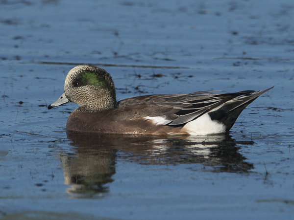 Amerikanhaapana, American Wigeon, Anas americana
