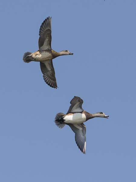 Amerikanhaapana, American Wigeon, Anas americana