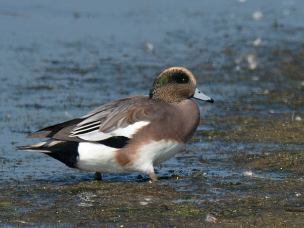Amerikanhaapana, American Wigeon, Anas americana