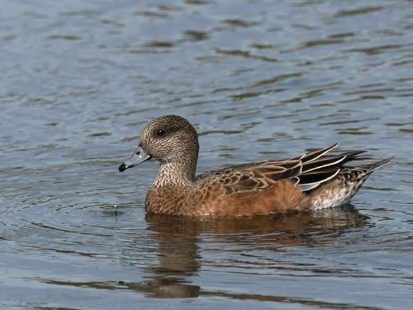Amerikanhaapana, American Wigeon, Anas americana