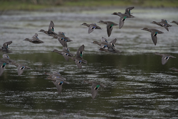 Amerikantavi, Green-winged Teal, Anas carolinensis