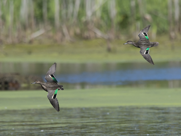 Amerikantavi, Green-winged Teal, Anas carolinensis