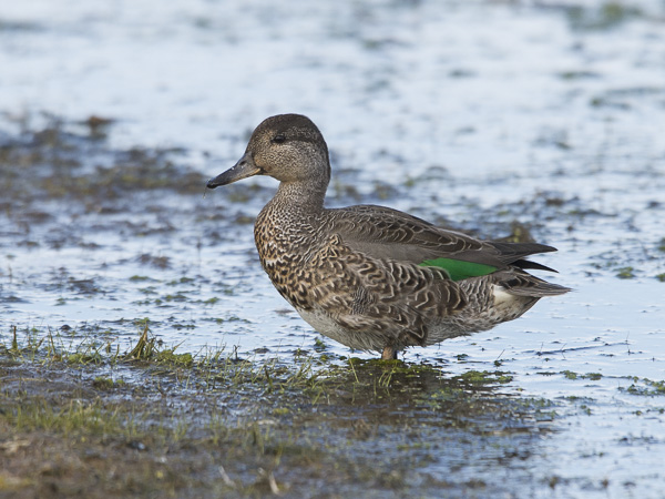 Amerikantavi, Green-winged Teal, Anas carolinensis