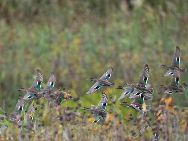 Amerikantavi, Green-winged Teal, Anas carolinensis