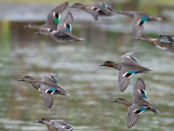 Amerikantavi, Green-winged Teal, Anas carolinensis