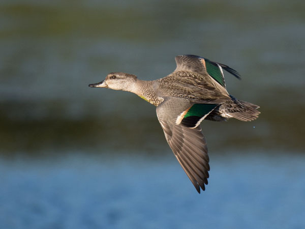 Amerikantavi, Green-winged Teal, Anas carolinensis