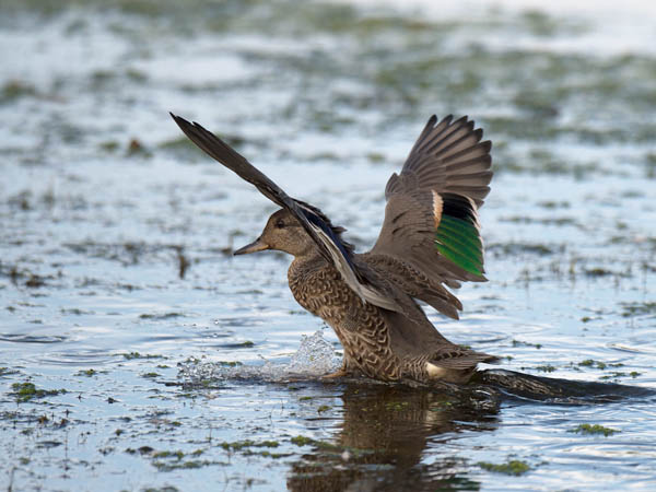 Amerikantavi, Green-winged Teal, Anas carolinensis