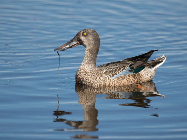 Lapasorsa, Northern Shoveler, Anas clypeata