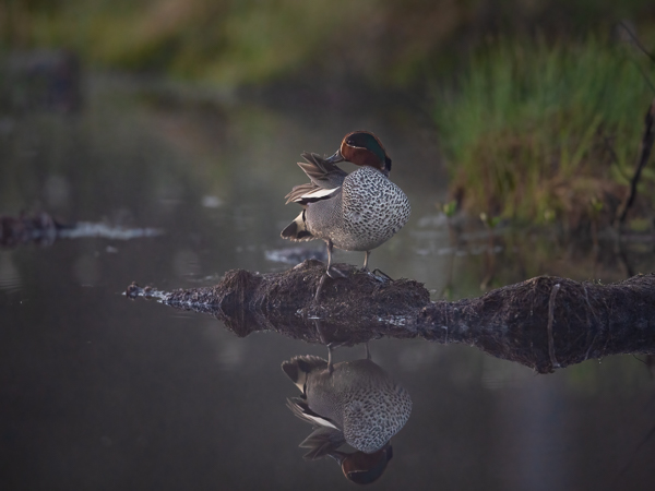 Tavi, Common Teal, Anas crecca