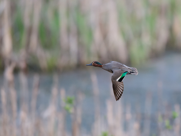 Tavi, Common Teal, Anas crecca