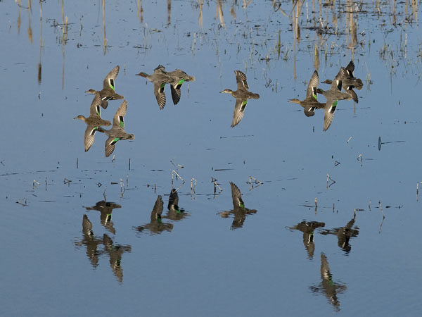 Tavi, Common Teal, Anas crecca