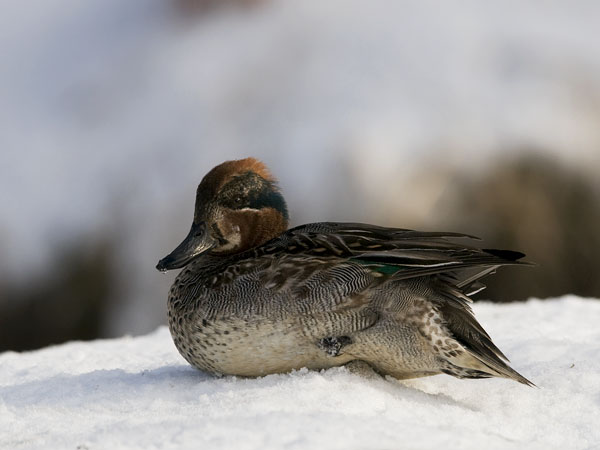 Tavi, Common Teal, Anas crecca