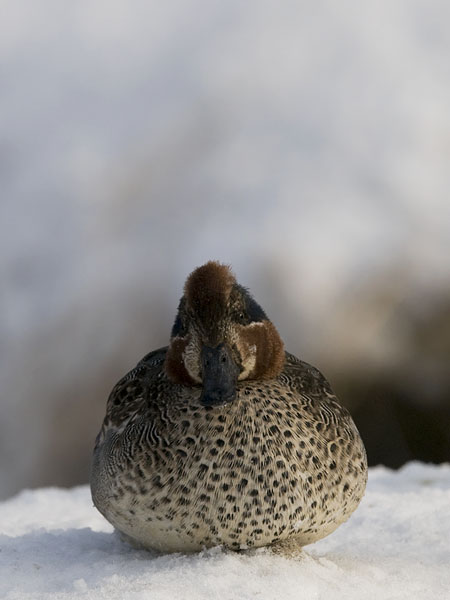 Tavi, Common Teal, Anas crecca