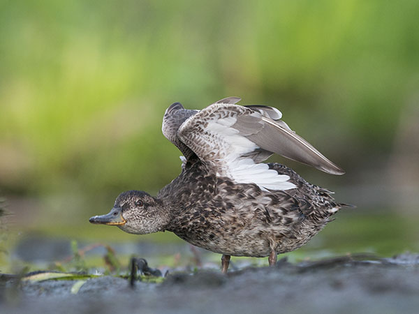 Tavi, Common Teal, Anas crecca