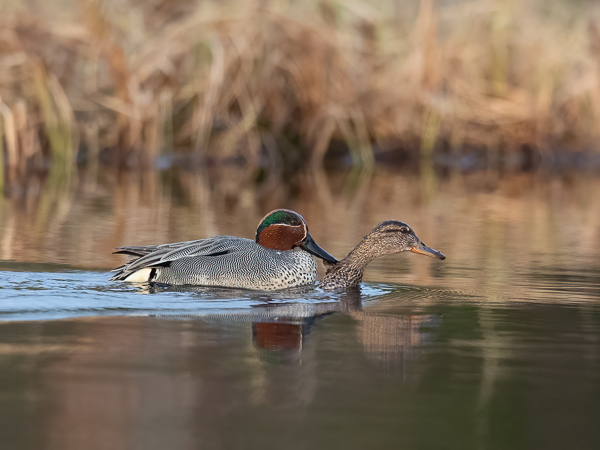 Tavi, Common Teal, Anas crecca
