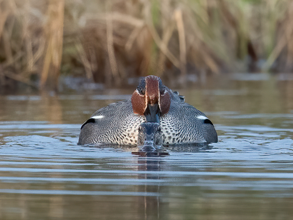 Tavi, Common Teal, Anas crecca