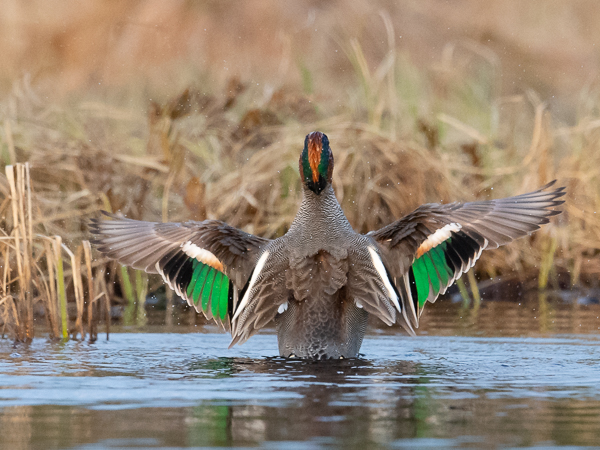 Tavi, Common Teal, Anas crecca
