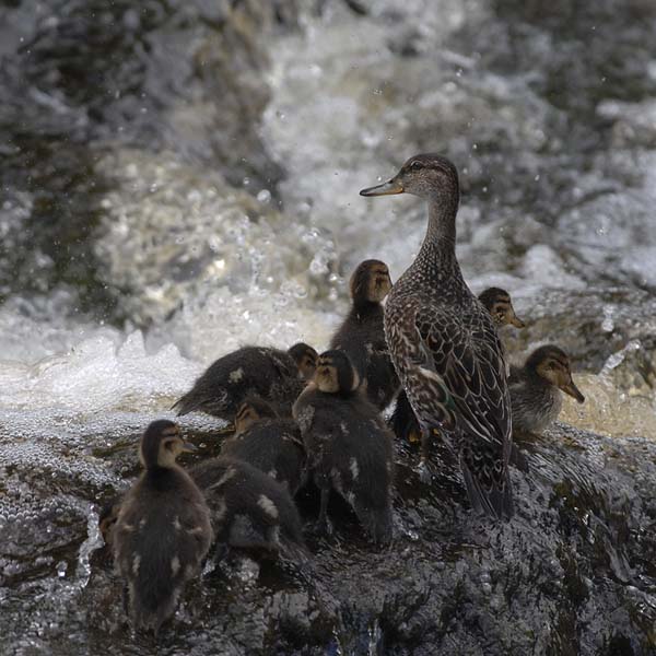 Tavi, Common Teal, Anas crecca