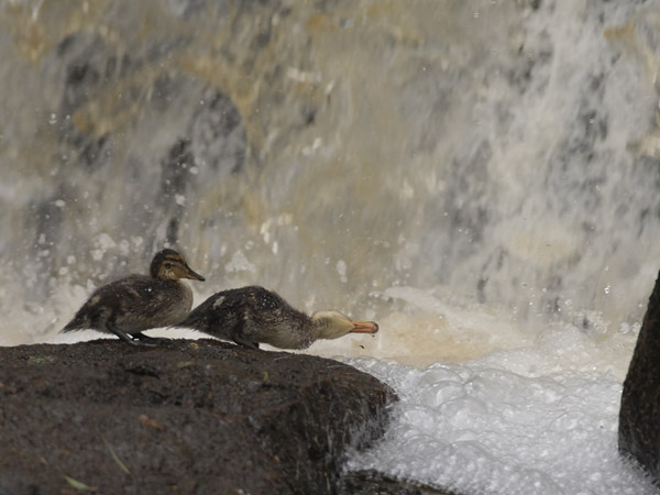 Tavi, Common Teal, Anas crecca