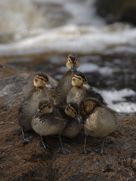 Tavi, Common Teal, Anas crecca